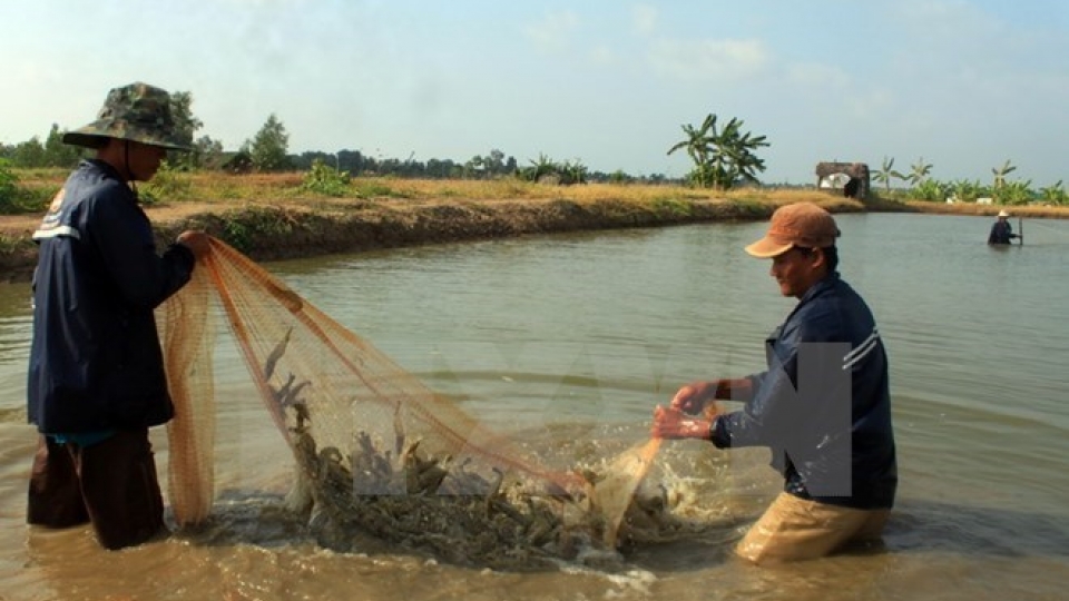 EU supports shrimp value chain development in Vietnam