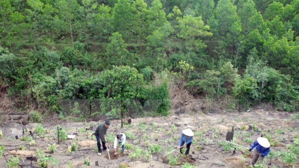 Dak Lak works to reclaim illegally occupied forest land