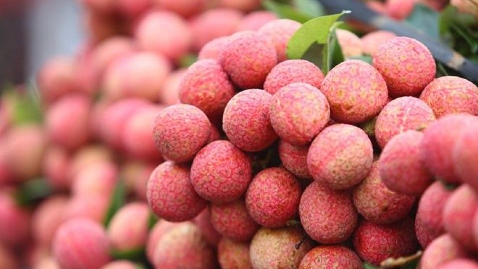 Vietnamese fresh lychees enter Thailand