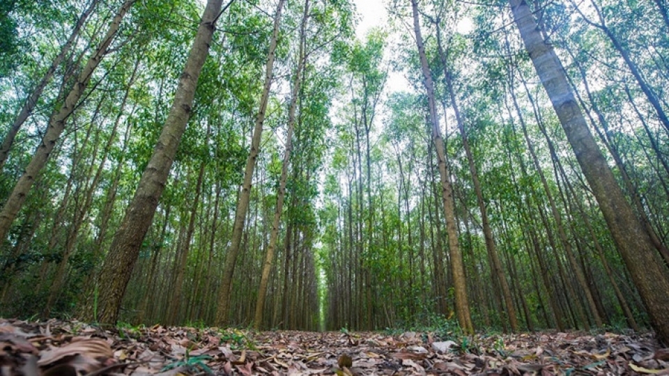 Forest protection and afforestation