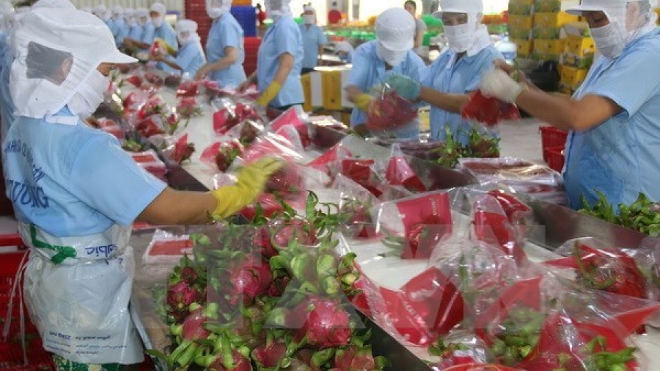 Vietnam to export dragon fruit to Australia