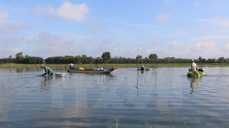 Flooding season kicks off in Mekong Delta
