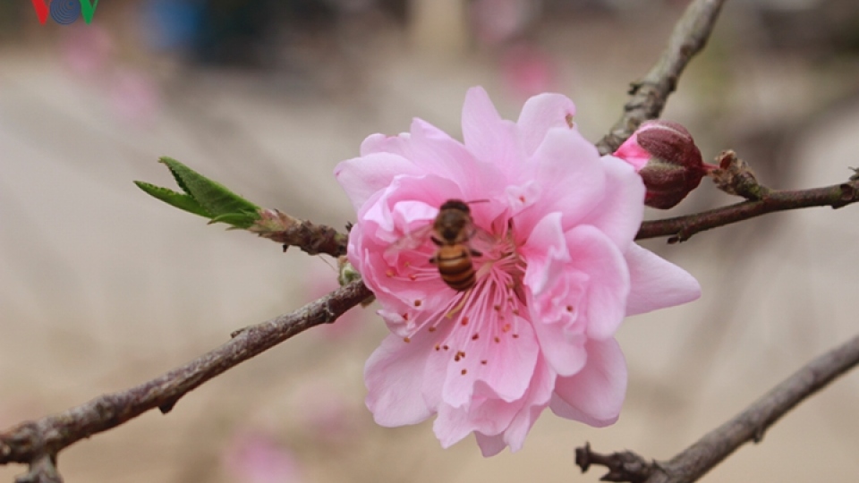 Wild peach blossoms do roaring trade in Son La ahead of Tet