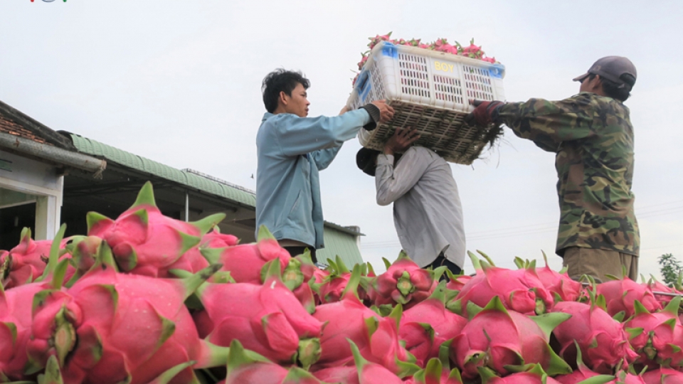 Dragon fruit prices from Binh Thuan enjoy steep rise