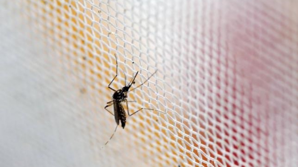 Korean diagnosed with Zika after coming back from Vietnam