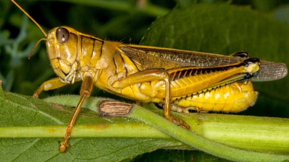 chau_chau_Sciencemag_MCWG.jpg