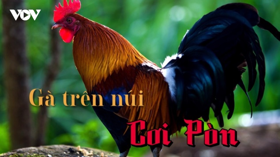 Truyện ngắn "Gà trên núi Cơi Pòn" - Còn mãi vẻ đẹp núi rừng