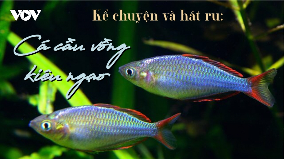 Cá cầu vồng kiêu ngạo