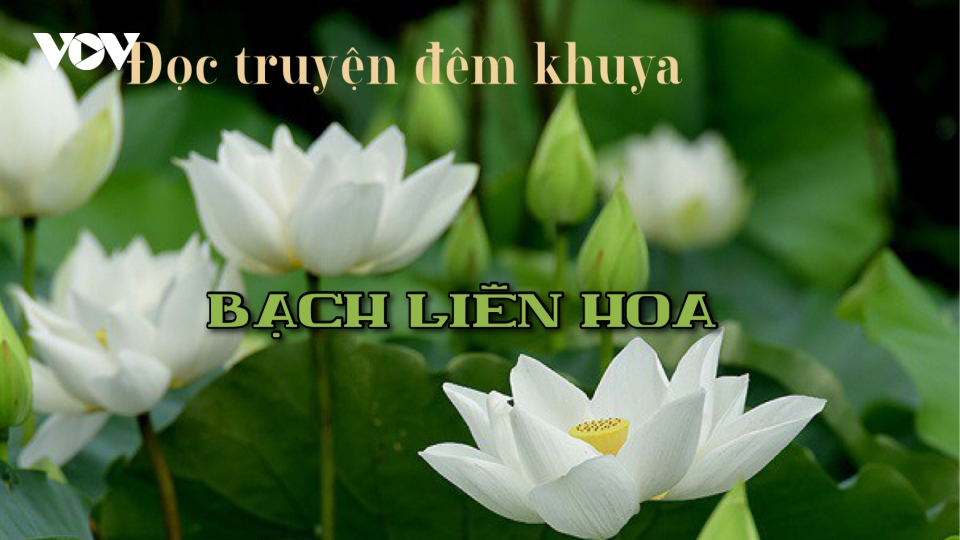Truyện ngắn "Bạch Liên Hoa" - Ký ức tuổi thơ về hoa sen trắng
