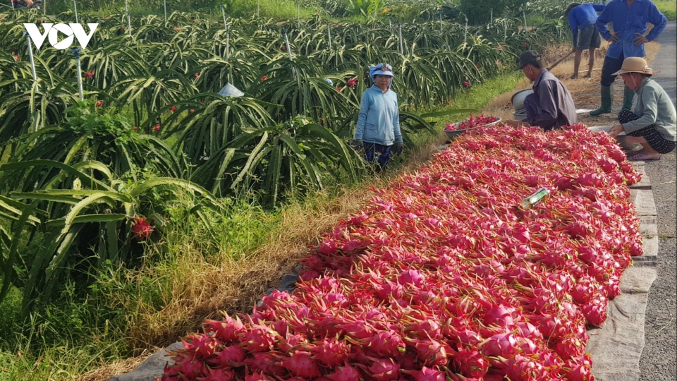Tiền Giang: HTX nông nghiệp tăng về số lượng nhưng chất lượng chưa ổn định