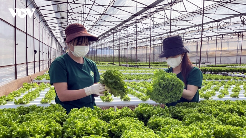 Hợp tác xã và tổ chức kinh tế tập thể vẫn thiếu nguồn nhân lực chất lương cao