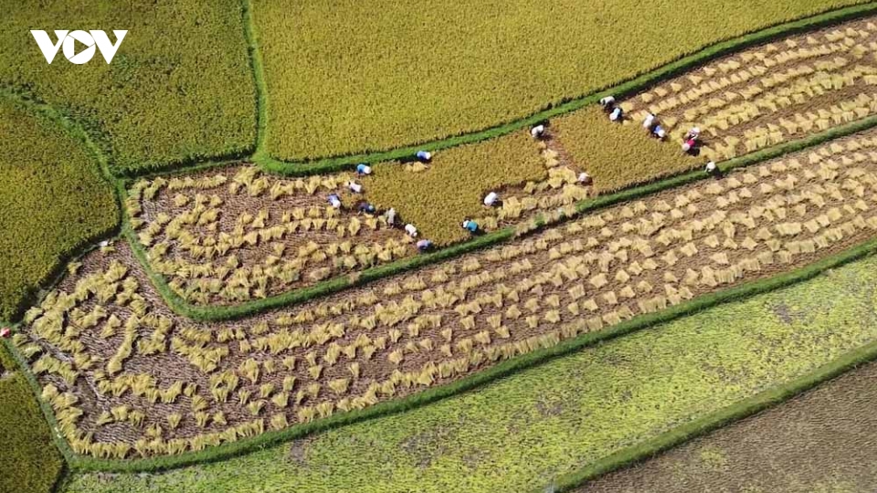 Nhộn nhịp mùa vàng trên cánh đồng Mường Than, Lai Châu