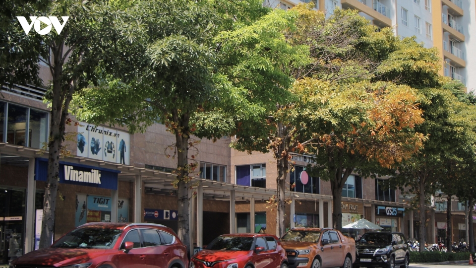 Những sắc màu mùa thu gây thương nhớ ở TP.HCM