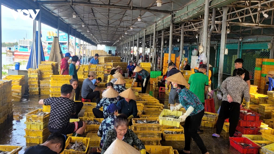Đồng Tháp nhộn nhịp những chuyến tàu về từ biển khơi
