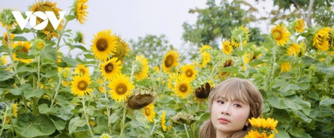 Young people hunt for stunning photos at sunflower field by Saigon River