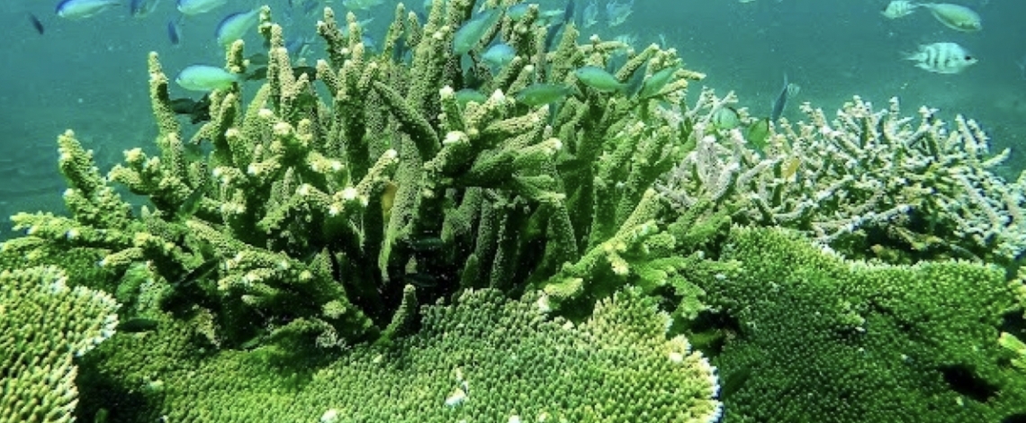 Discover the unspoiled beauty of Con Dao’s forest–sea ecosystem