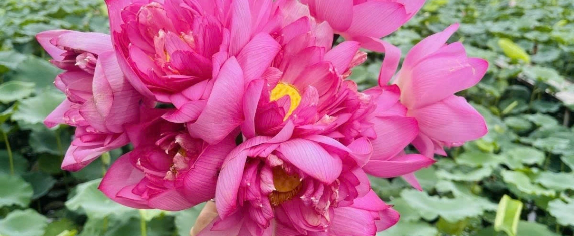 West Lake lotus - the pure beauty in the heart of Hanoi