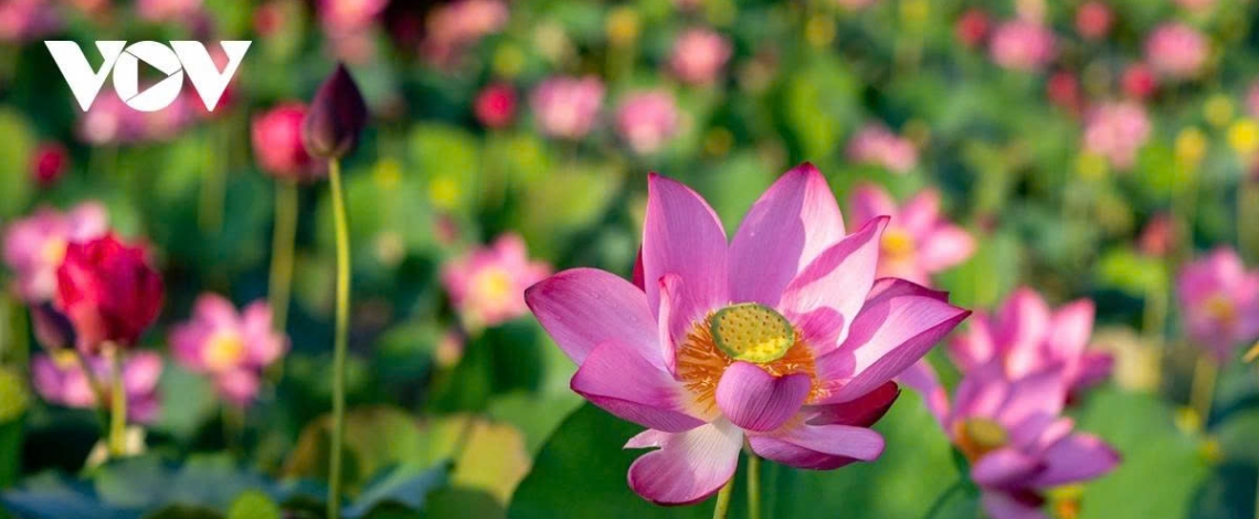 Tra Ly lotus pond – a hidden gem in Quang Nam