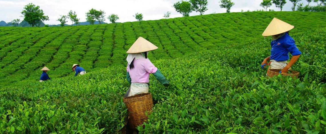 A retreat to the romantic tea hills of Moc Chau Plateau