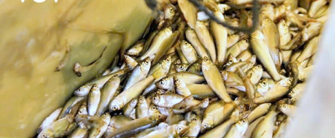 The life of fisherfolk during the floating season in the Mekong Delta