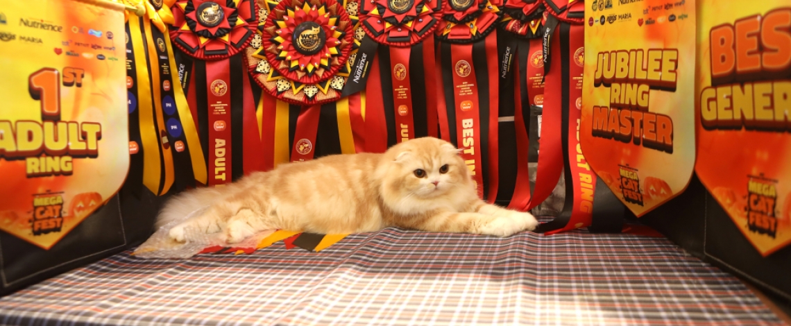 Feline elegance on show in Ho Chi Minh City