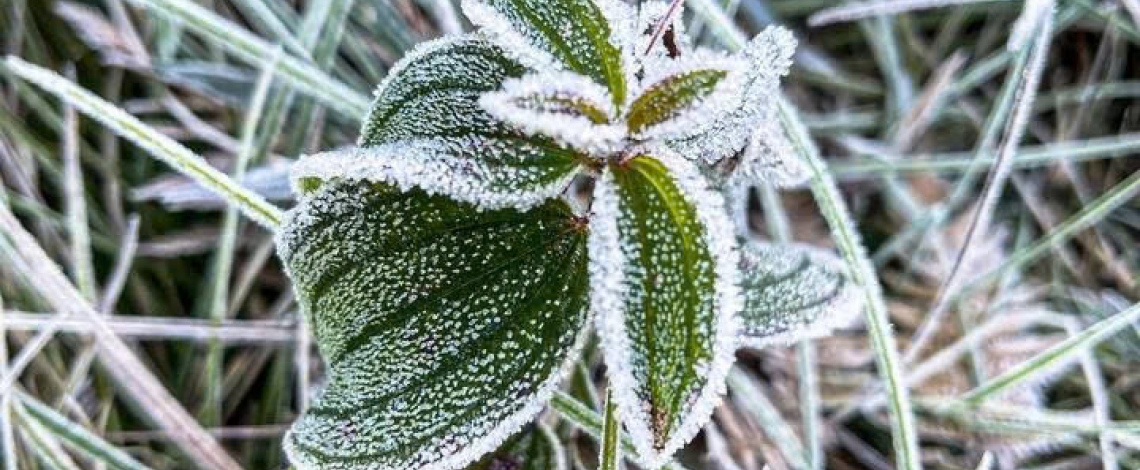 Early frost blankets Y Ty, creating magical forest views