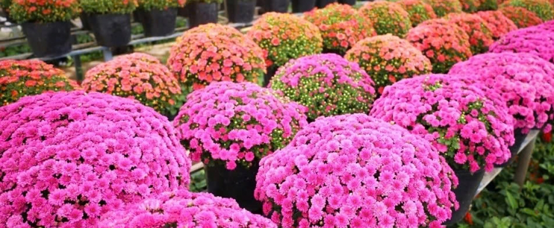 Vibrant blooms take centre stage at Sa Dec flower festival