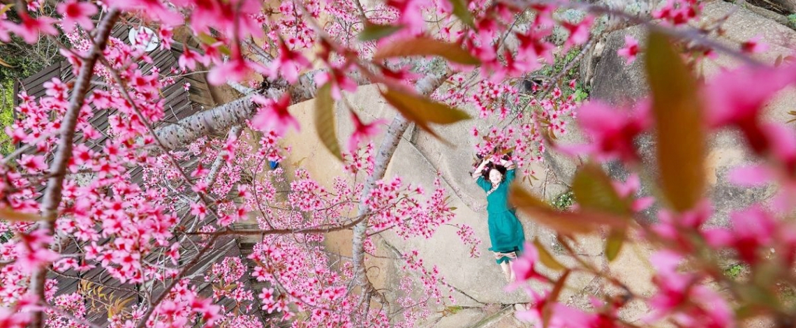 Cherry blossoms bloom in border region, heralding spring