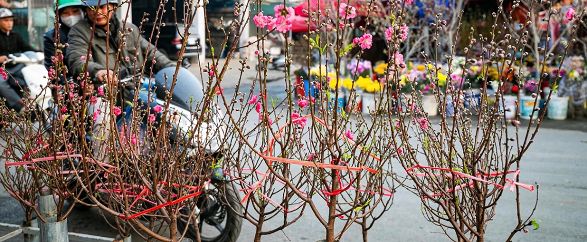 Tet flower market opens early in Hanoi as blooms arrive