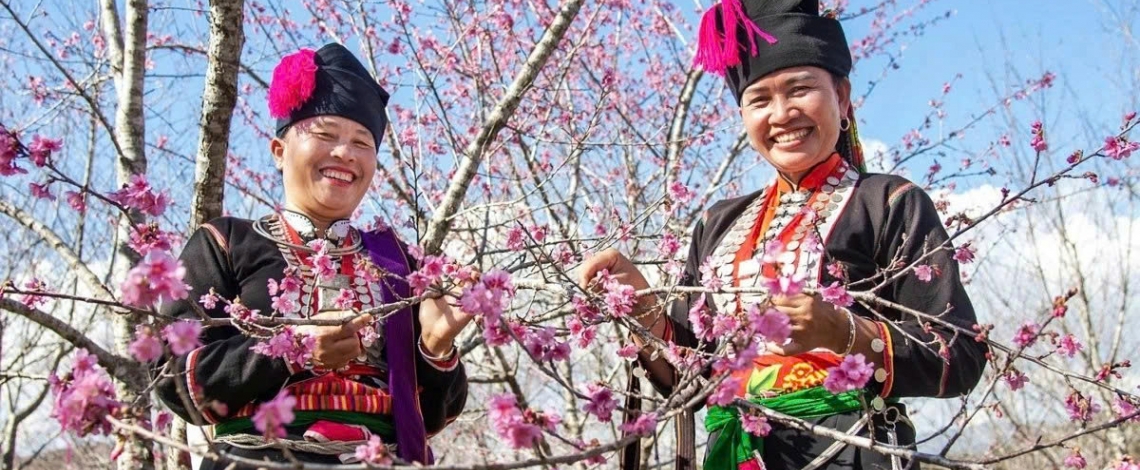 Early cherry blossoms bring colour to Vietnam’s northern borderland