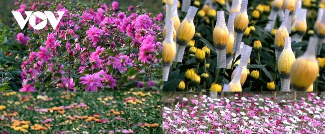 Hanoi flower growers rush to prepare for Lunar New Year demand