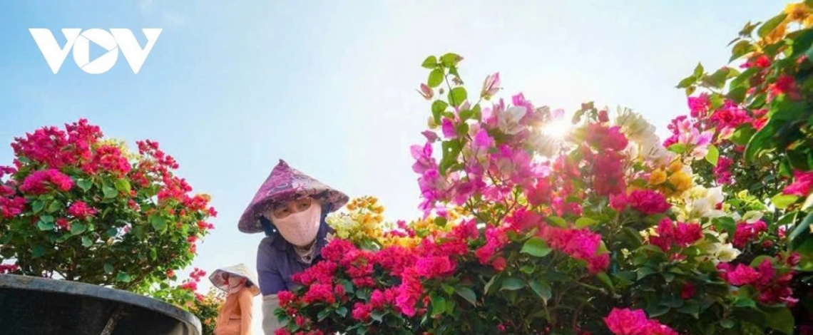 Phu Son’s bougainvillea kingdom in full bloom ahead of Lunar New Year