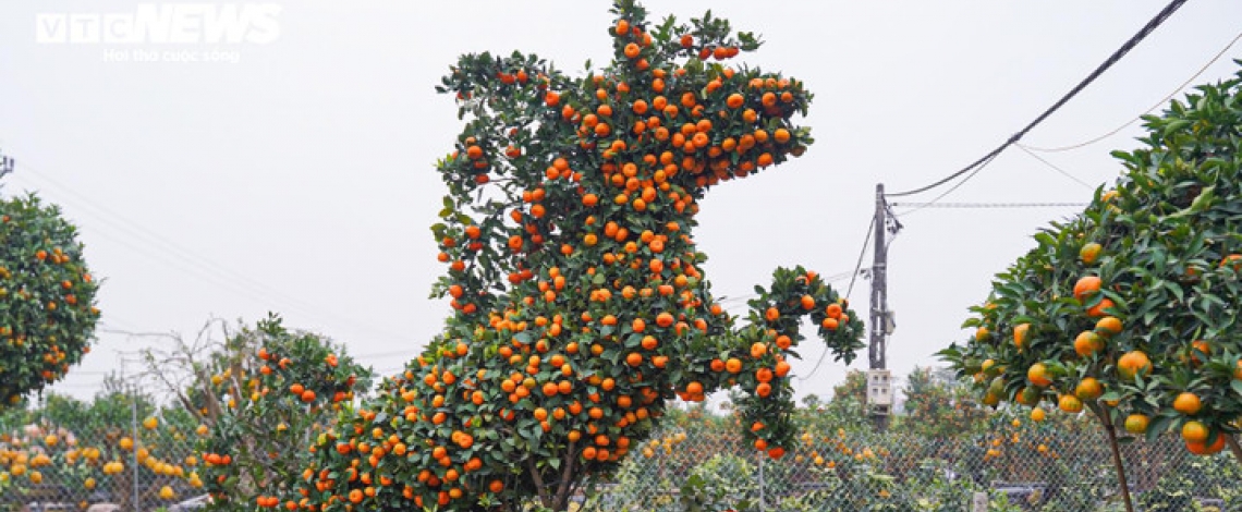 Unique bonsai kumquat trees mark Lunar New Year of Horse