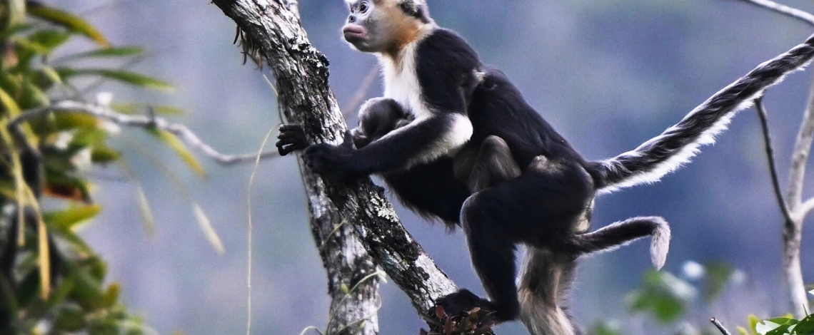 Hình ảnh loài voọc mũi hếch quý hiếm nhất thế giới tại Tuyên Quang