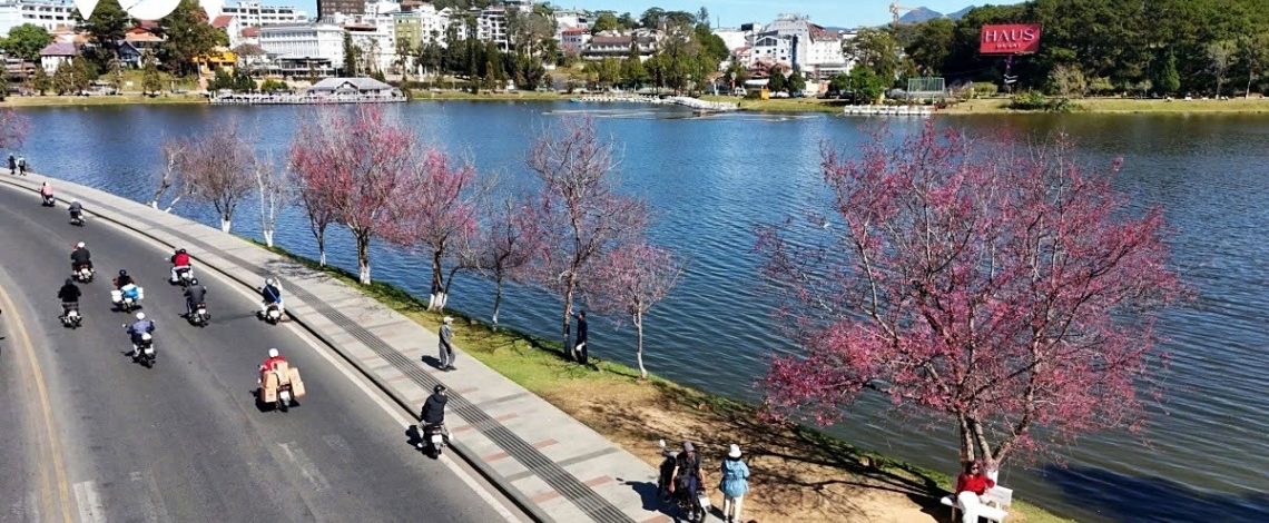 Cherry blossoms burst into bloom in Da Lat as spring arrives