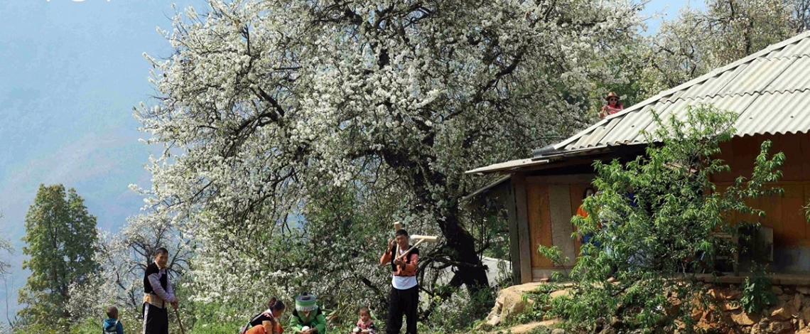 Sơn Tra blossoming - a white wonderland in the Northwestern Highlands