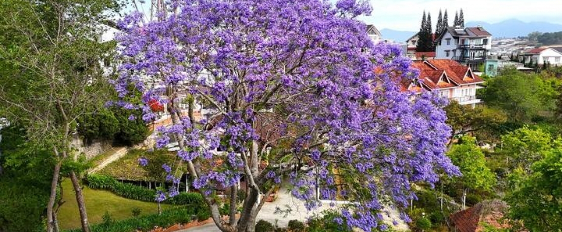 Ngắm Đà Lạt tím biếc sắc màu loài hoa đến từ Nam Mỹ