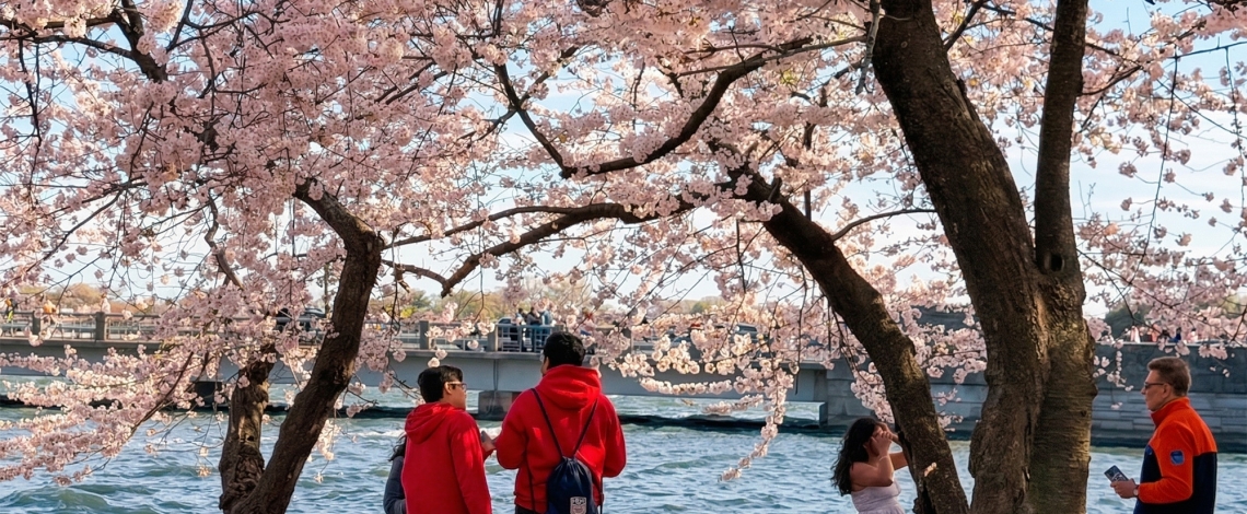 Du khách đổ về thủ đô Washington ngắm hoa anh đào nở rộ
