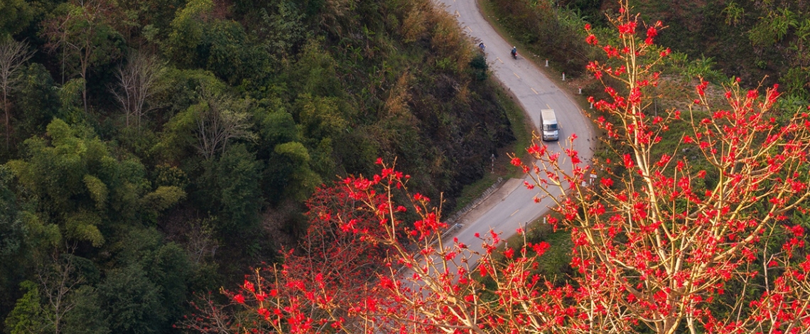 Ngắm hoa gạo bung nở đỏ rực giữa núi rừng Sơn La