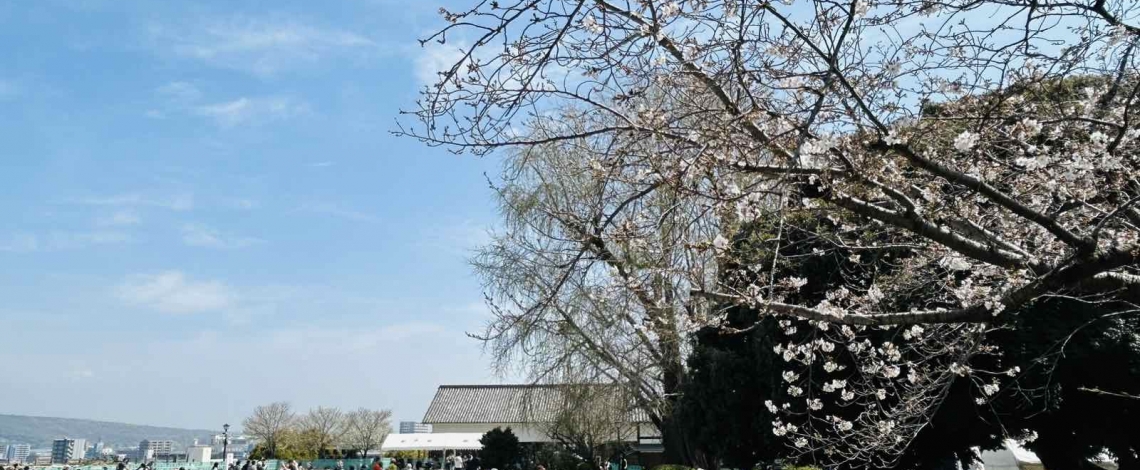 Nhật Bản lộng lẫy và huyền ảo trong mùa hoa anh đào 2026