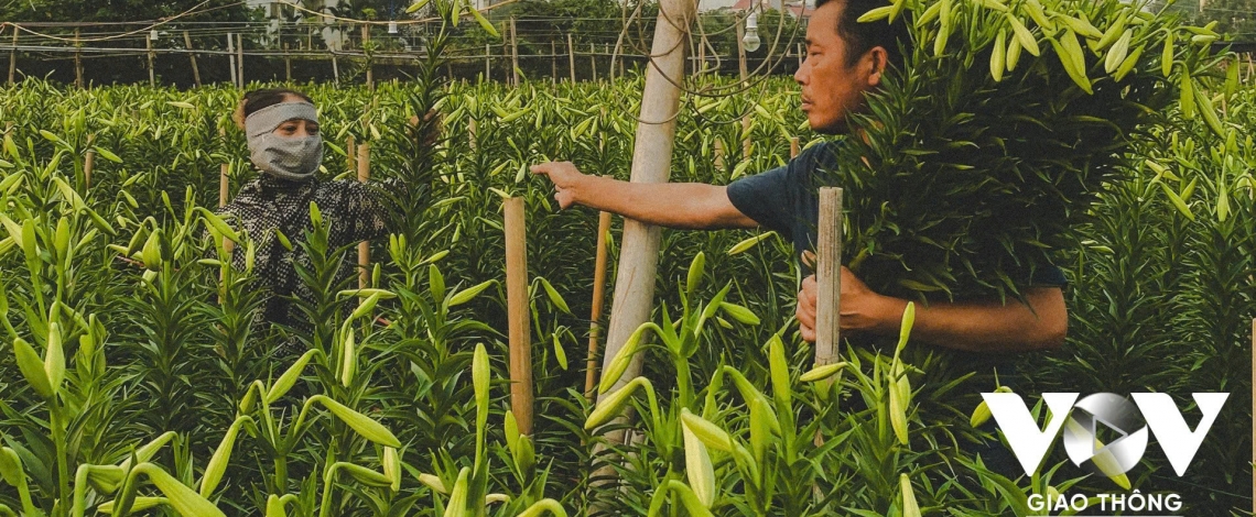 Hoa loa kèn vào vụ, làng Tây Tựu rộn ràng thu hoạch