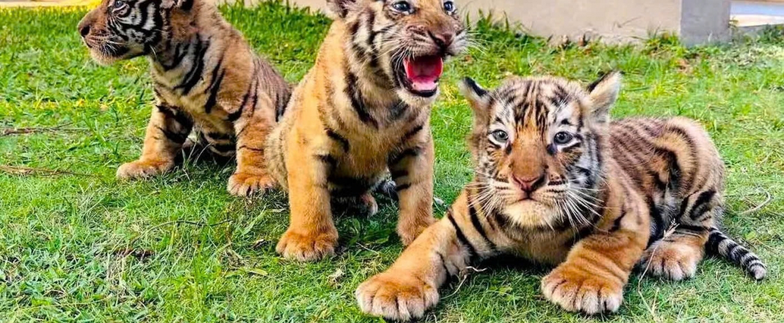 Three Bengal tiger cubs born at safari park in Vietnam