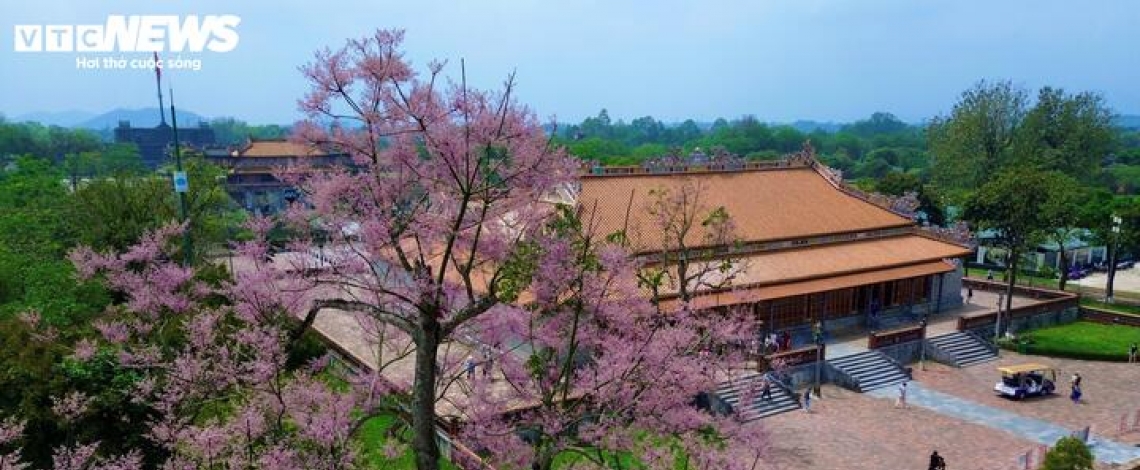 Hue Imperial Citadel given makeover with blossom spring flowers