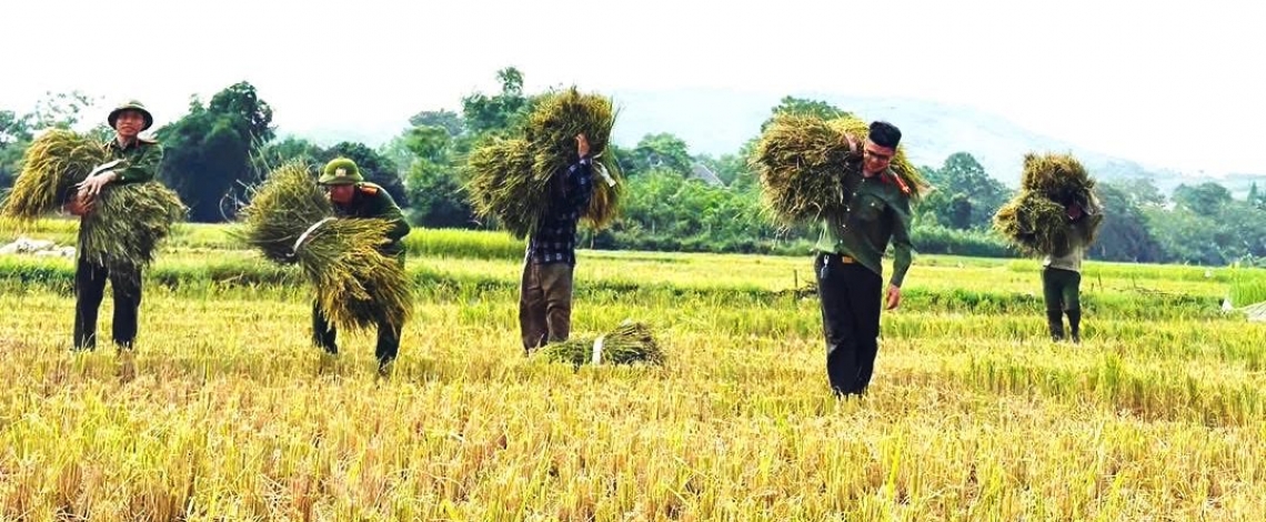 Công an xã xuống đồng giúp dân thu hoạch lúa tại Thanh Hóa