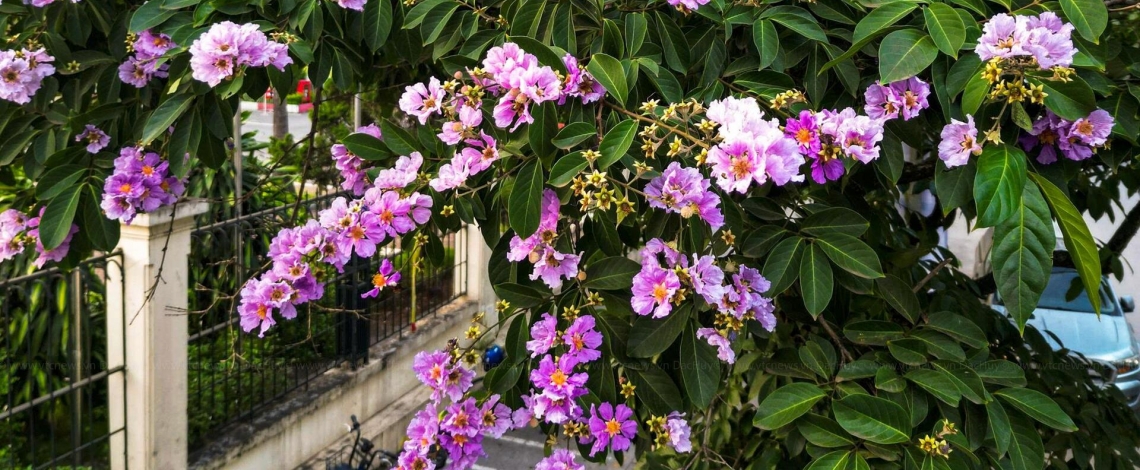Purple crape myrtle blooms colour Hanoi streets in early summer