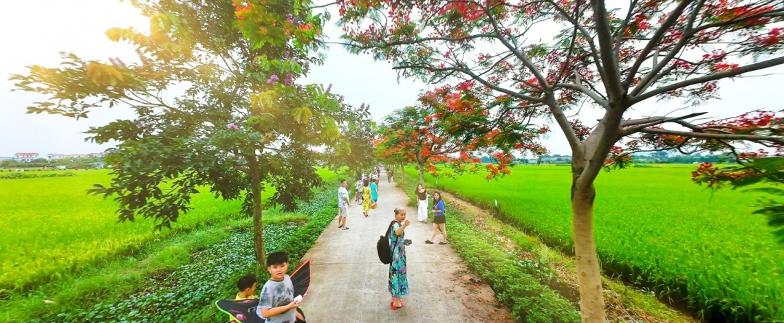 Rực rỡ đường hoa phượng ở Bắc Ninh, thu hút đông đảo du khách đến check in