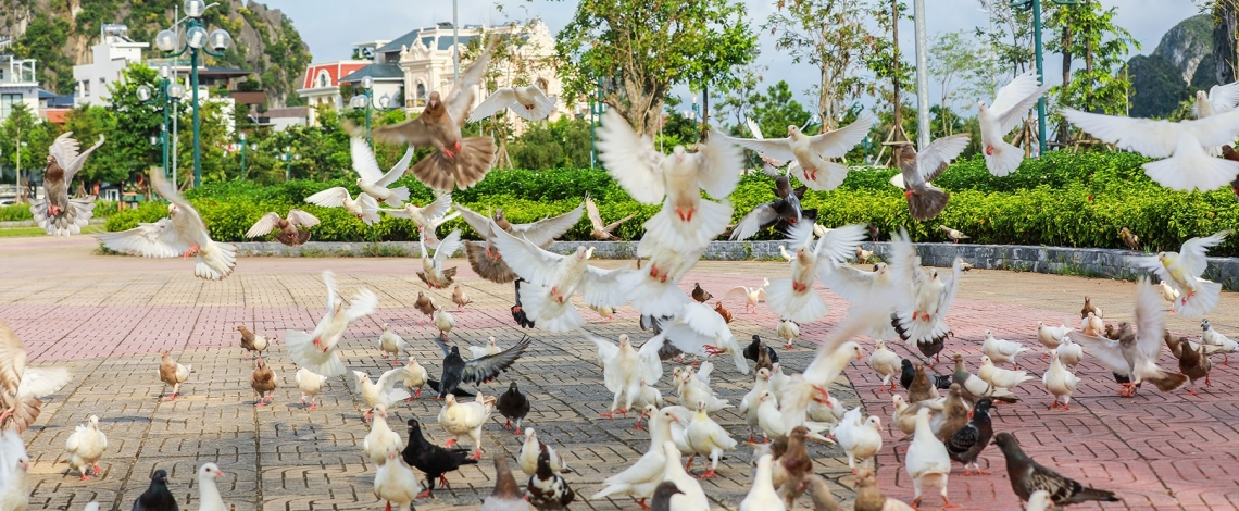 Đàn bồ câu 500 con bay rợp công viên Hoa Hạ Long