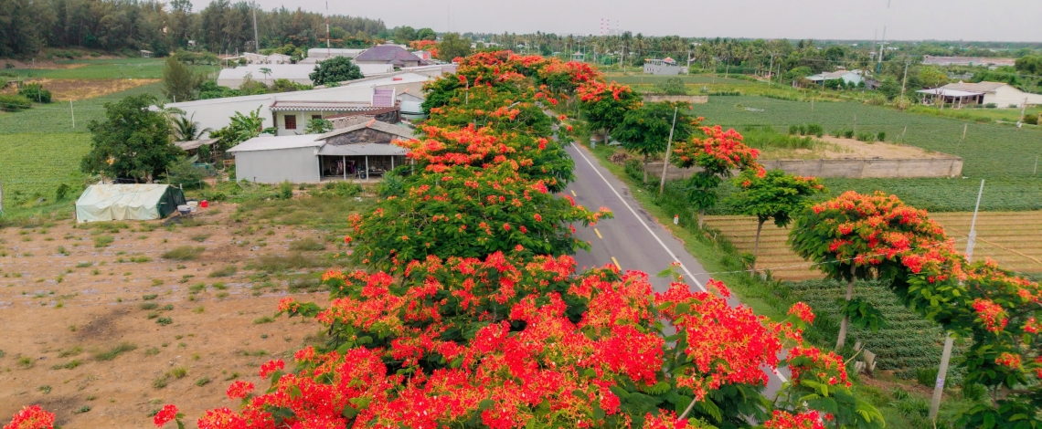 Vẻ đẹp bình yên của cung đường phượng vĩ nổi tiếng Vĩnh Long