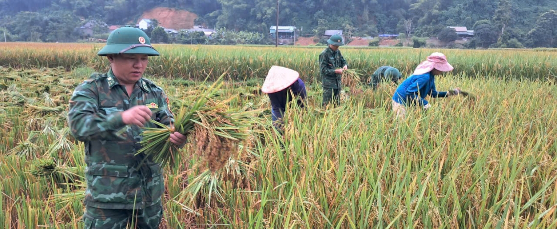 Những bước chân người lính Biên phòng trên đồng lúa biên cương