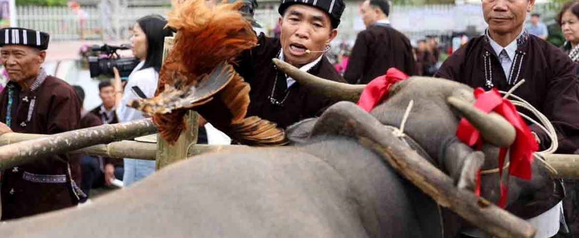 Su Khon Khoai: The Lu people’s ritual to honour the buffalo